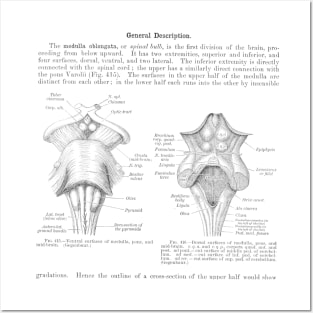 Antinque Med School Papers Neck Gaiter Medulla Oblongata Posters and Art